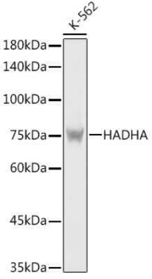 Western Blot: HADHA AntibodyBSA Free [NBP3-03743]
